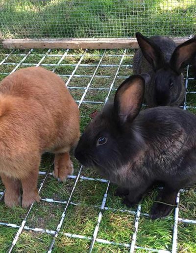 famille lapin