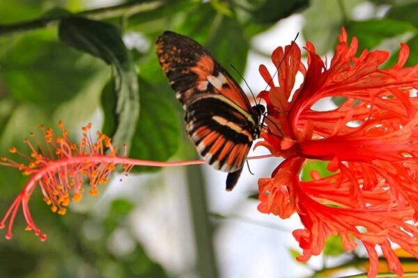 fleur et papillon rouge