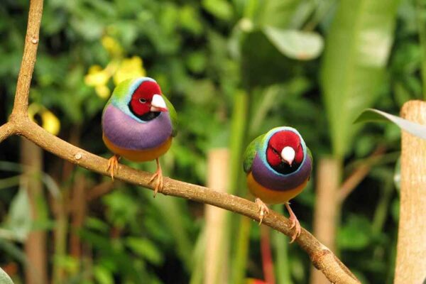oiseaux colorés naturospace