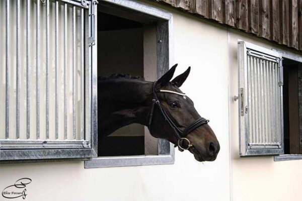 cheval ecurie haras du manoir