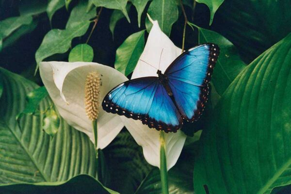 papillon bleu